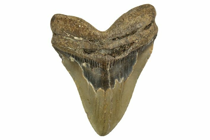 Fossil Megalodon Tooth - North Carolina #328238